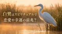 白鷺を見たら恋愛運アップ？スピリチュアルな意味と幸運の前兆を解説